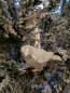 Preview: Baumschmuck Vogel Glas mit Clip cream-white
