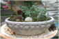 Preview: ovale Schale Blumentopf Rosenbordüre ROSENROMANTIK