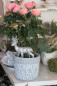 Preview: blumen-uebertropf-abd-grau