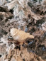 Preview: Baumschmuck Vogel Glas mit Clip cream-white