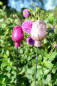Preview: Beetstab Blüte Rosenstab Glas antik-rose