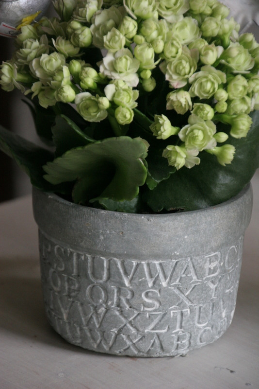 Preview: blumentopf-abc-grey-