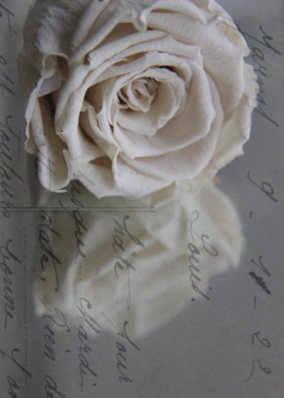 Karte Weisse Rosenblüte Trauerrose