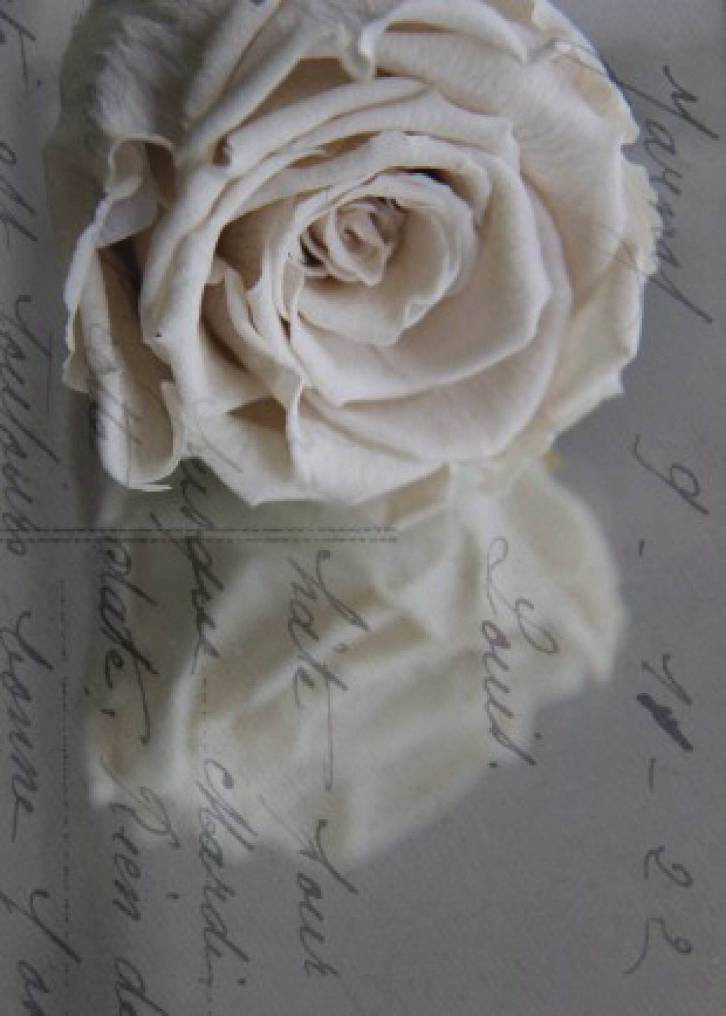 Karte Weisse Rosenblüte Trauerrose