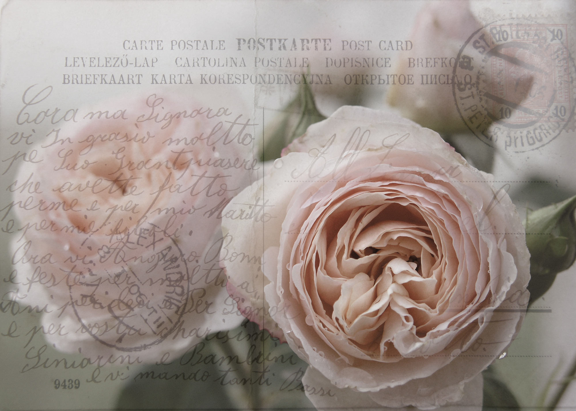 Karte Rose 10 x 7,5 cm