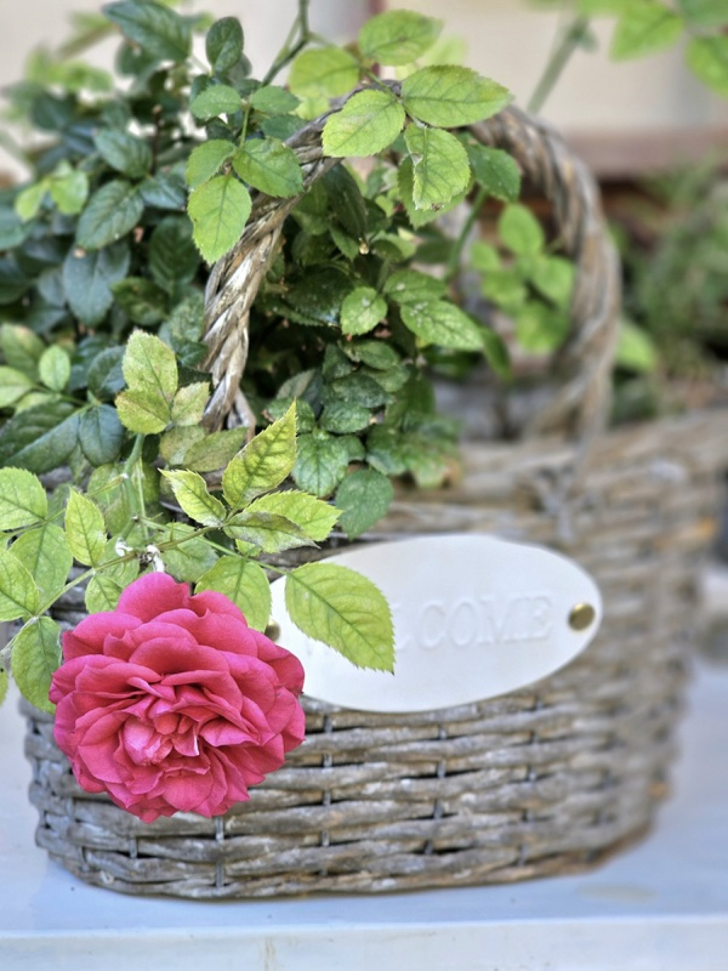 Korbtasche Pflanztopf - WELCOME