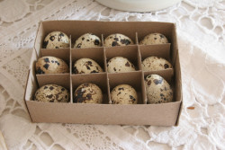 Deko Wachteleier natur - 12 Stück im Karton